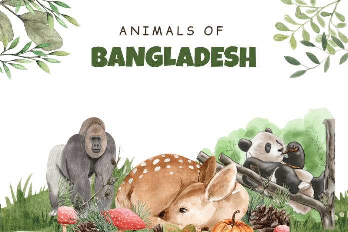 animal of Bangladesh