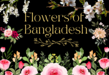 Flowers of Bangladesh: Explore the Floral Beauty of Bangladesh Flowers of Bangladesh